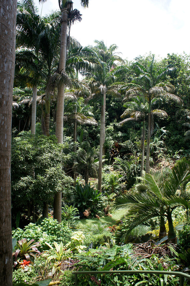 Barbados, Insel der Kleinen Antillen, Karibik, Karibikinsel