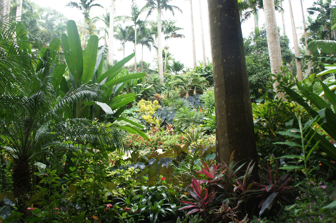 Different plants and trees at Lesser Antilles, Caribbean island, Barbados