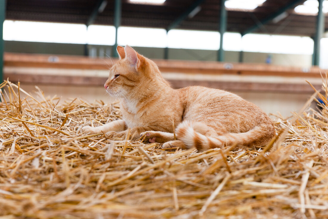 Cat sitting on dry grass