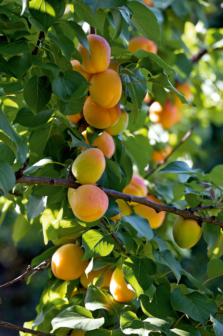 Close-up of apricots on the tree