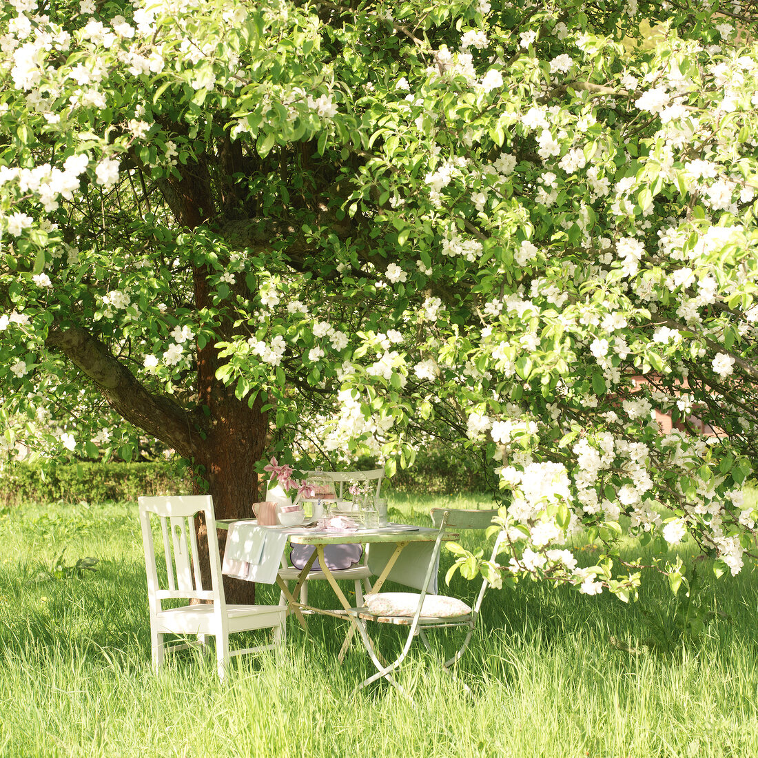 Laid out table in garden under a large blooming apple tree