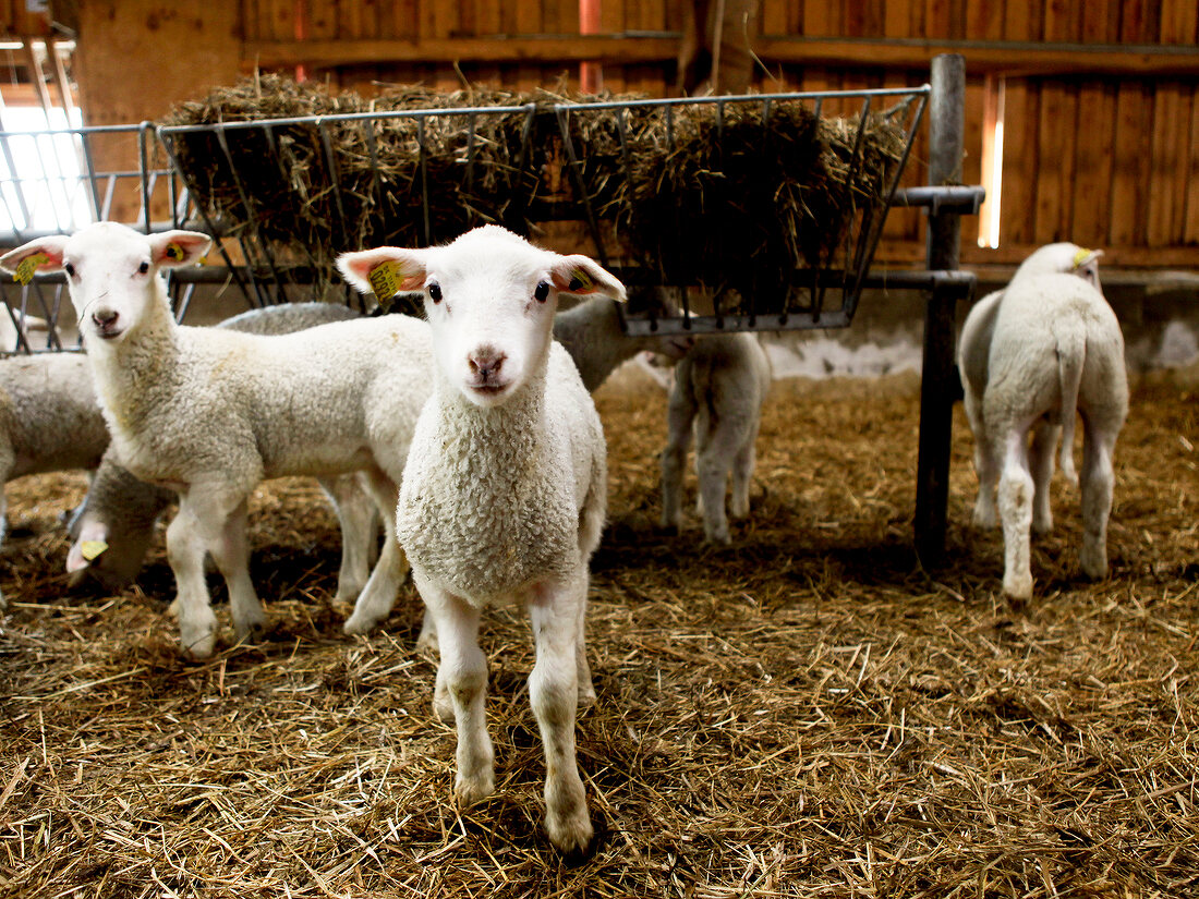 Lambs in stall with hay on floor