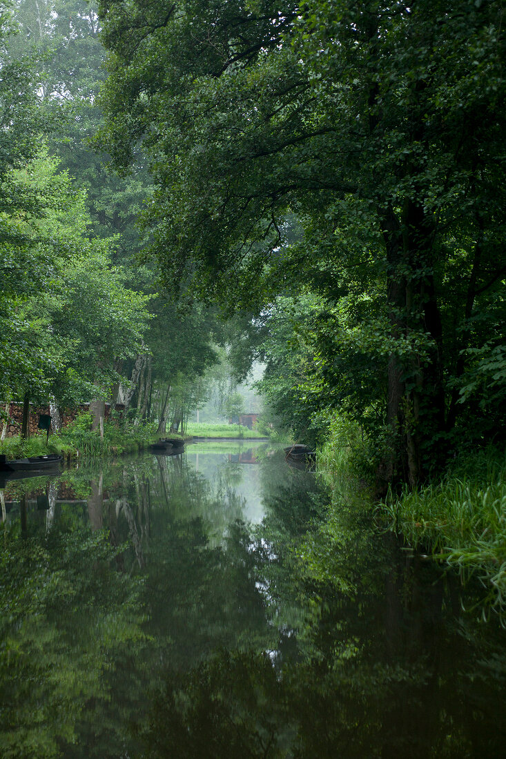 View of trees and rivers at Spreewald, Berlin, Germany