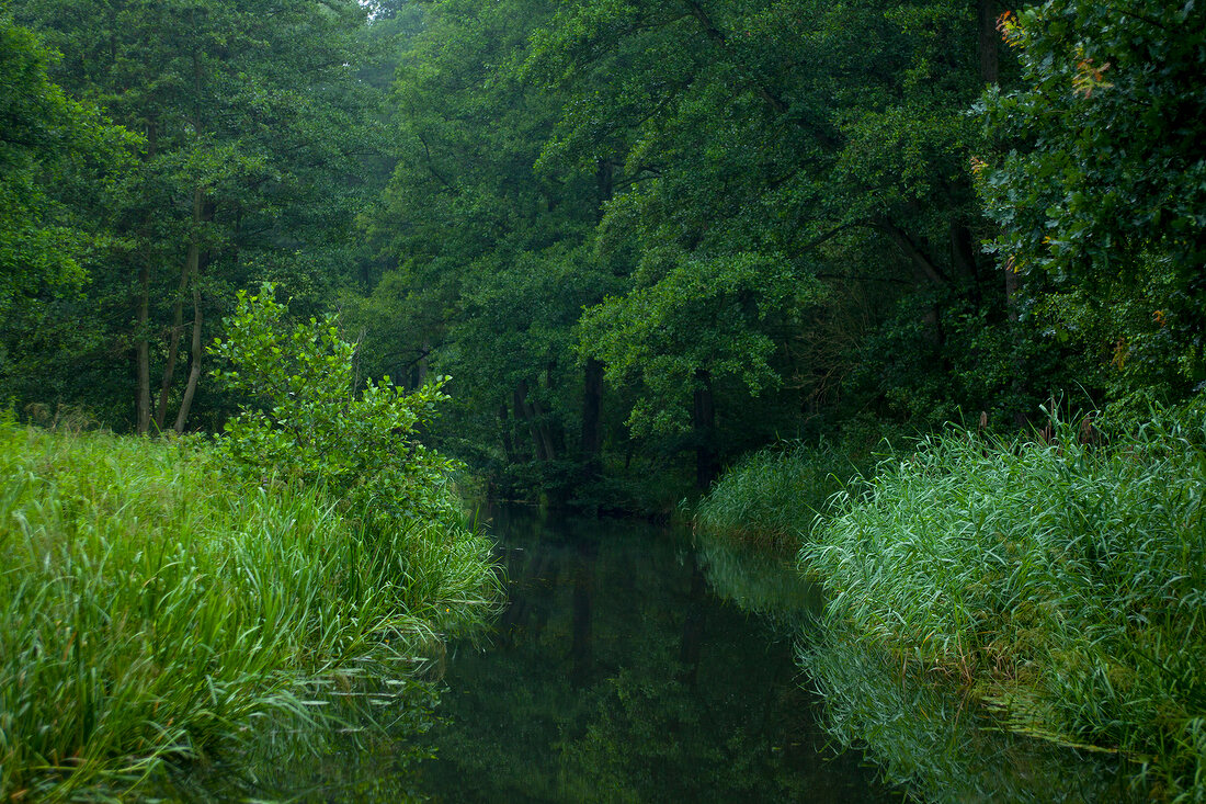 View of trees and rivers at Spreewald, Berlin, Germany