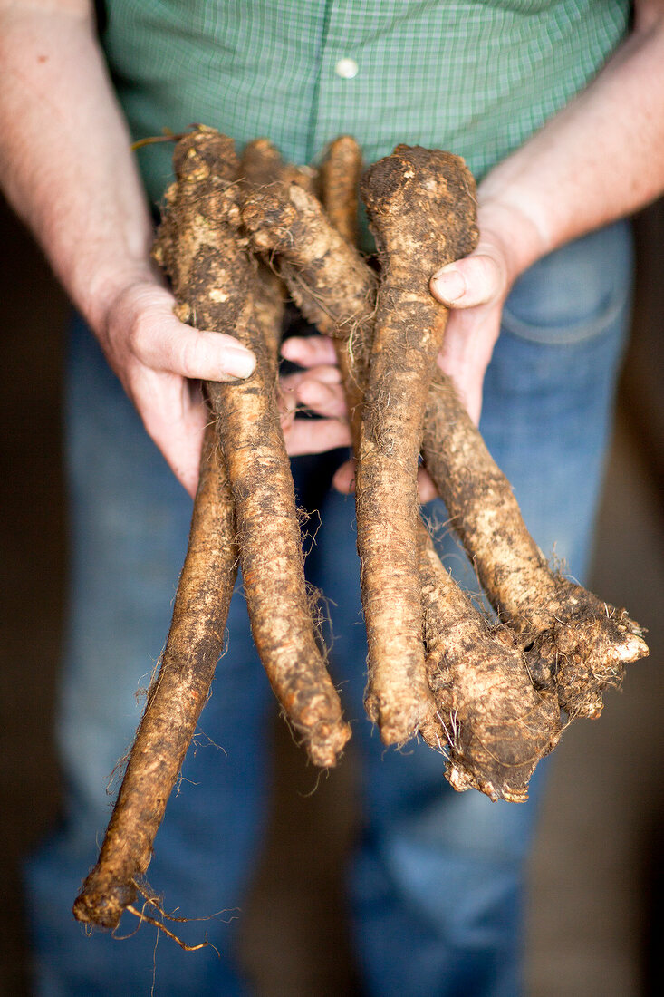 Close-up of man's hands holding horseradish