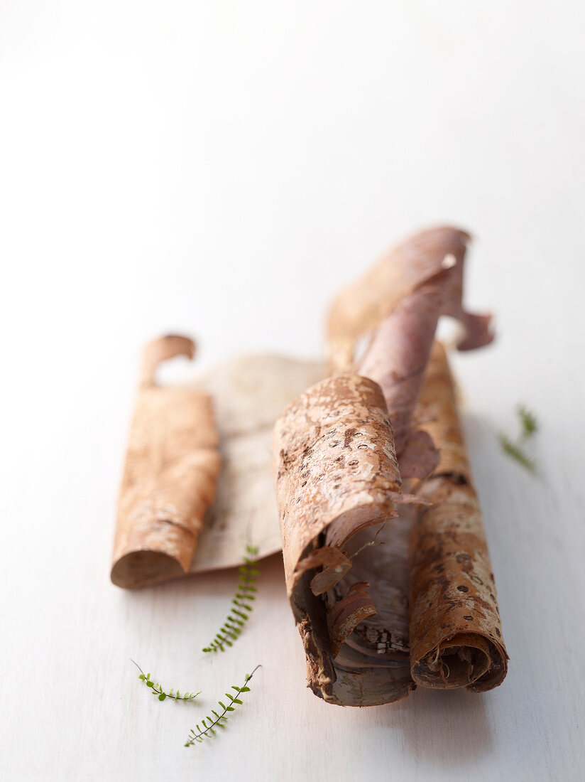 Close-up of rolled bark of wood on white background