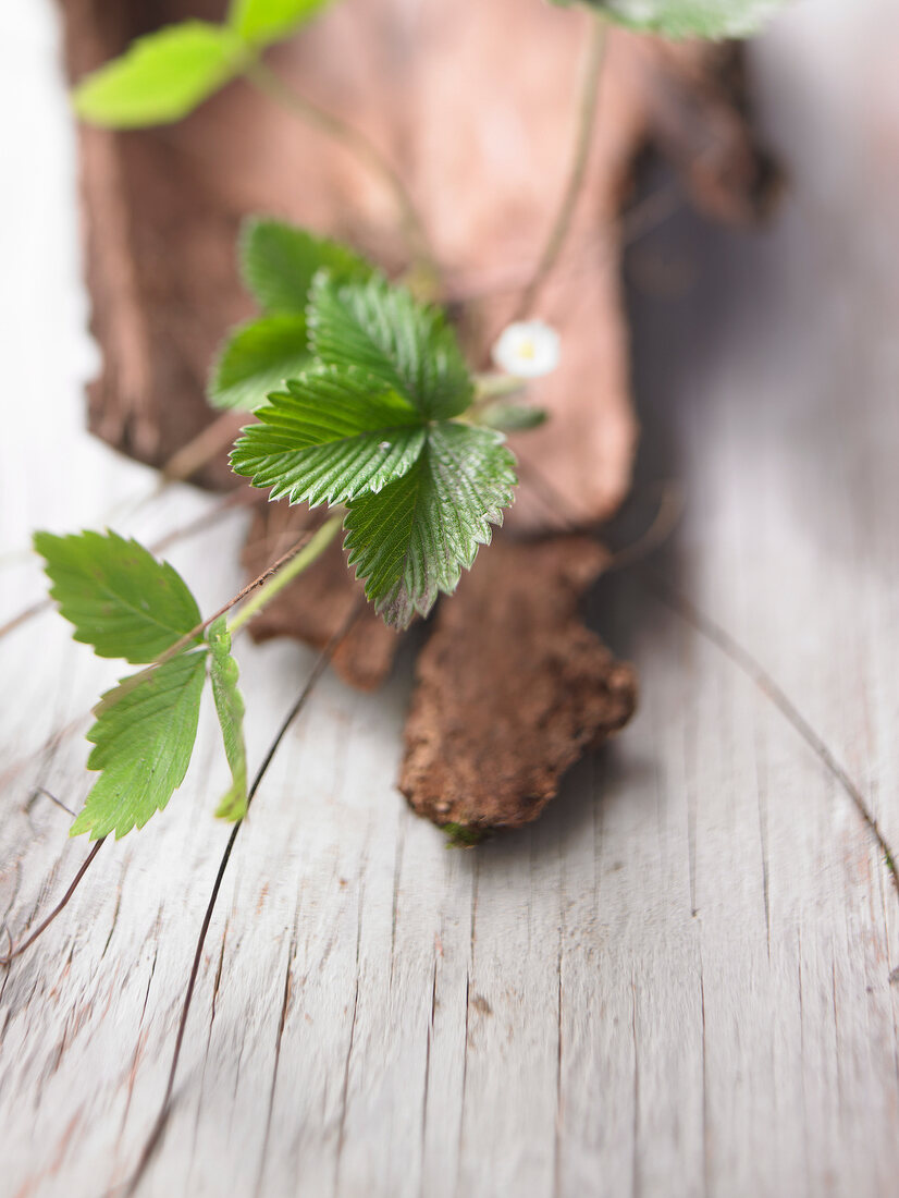 Strawberry leaves and branch on wooden background