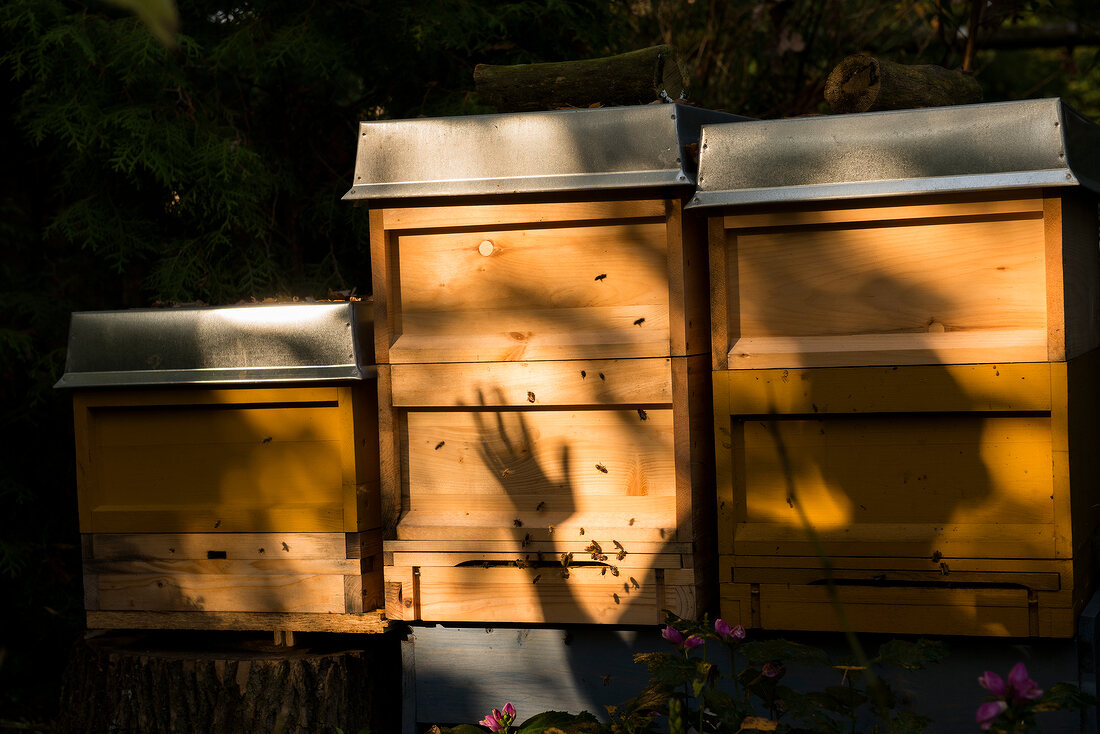 Bees on wooden box in shade garden, Frohnau, Berlin