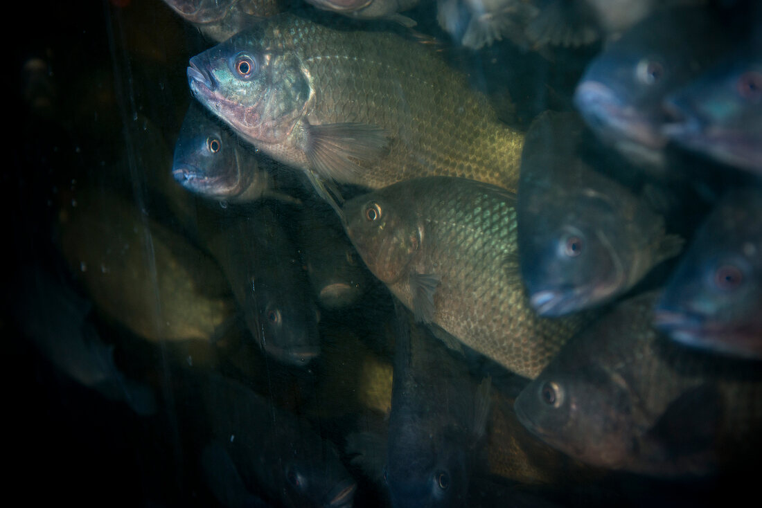 Close-up of carp fishes in Efficient City Farming, Schoneberg, Berlin, Germany