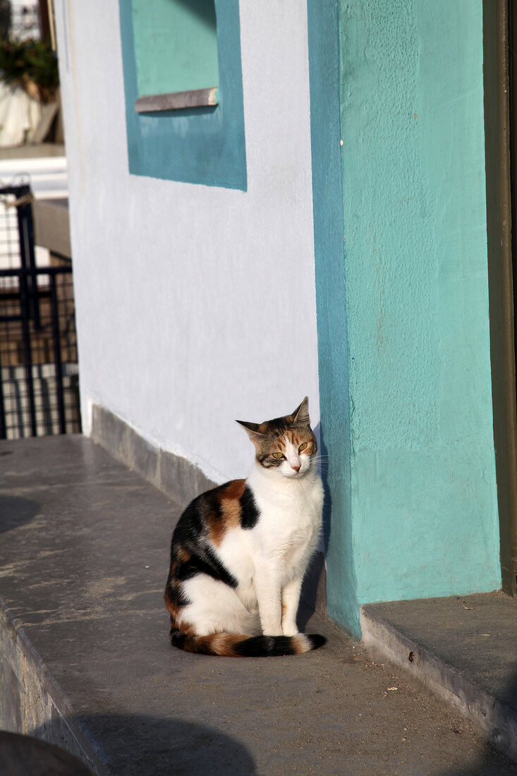 Cat sitting at entrance in Bodrum Peninsula, Turkey