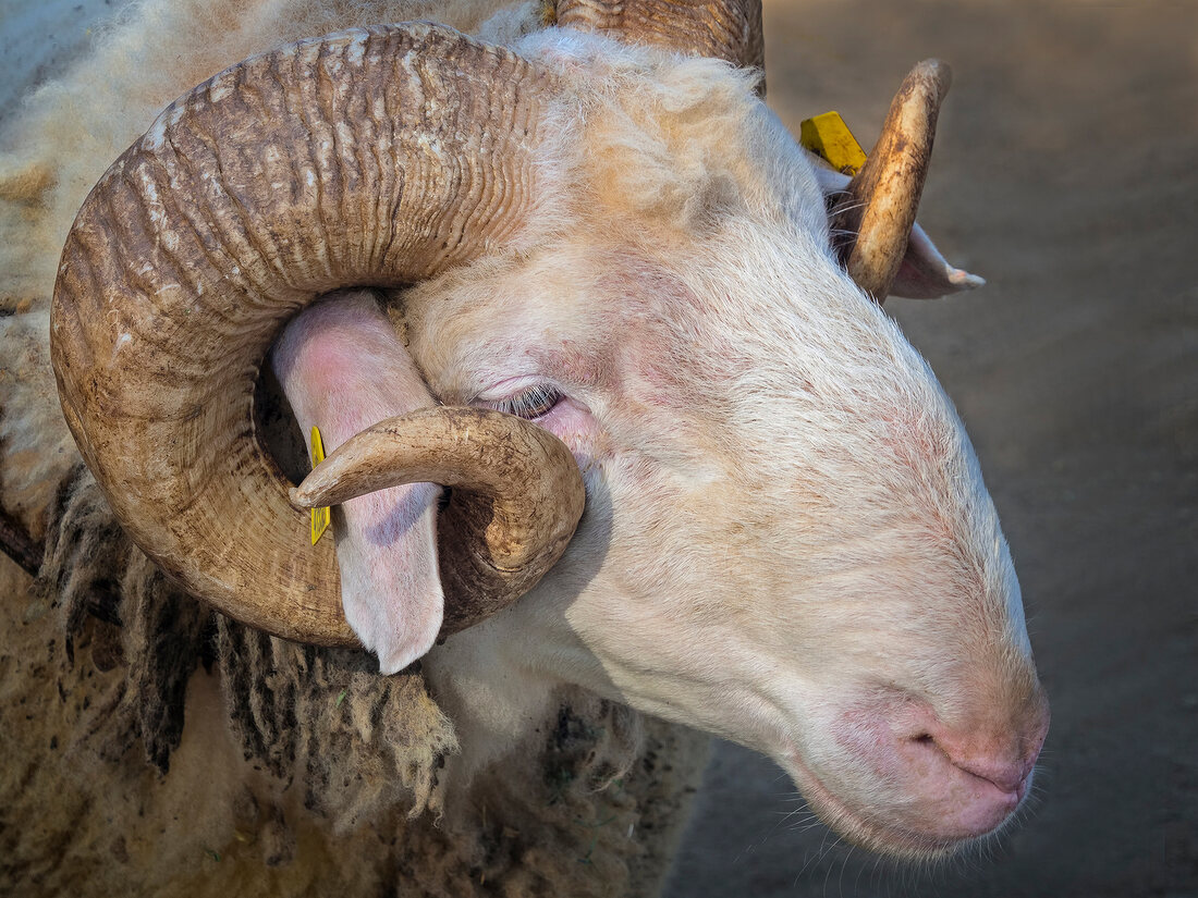 Türkei, Türkische Ägäis, Mäandertal, Nazilli, Tiermarkt, Hammel