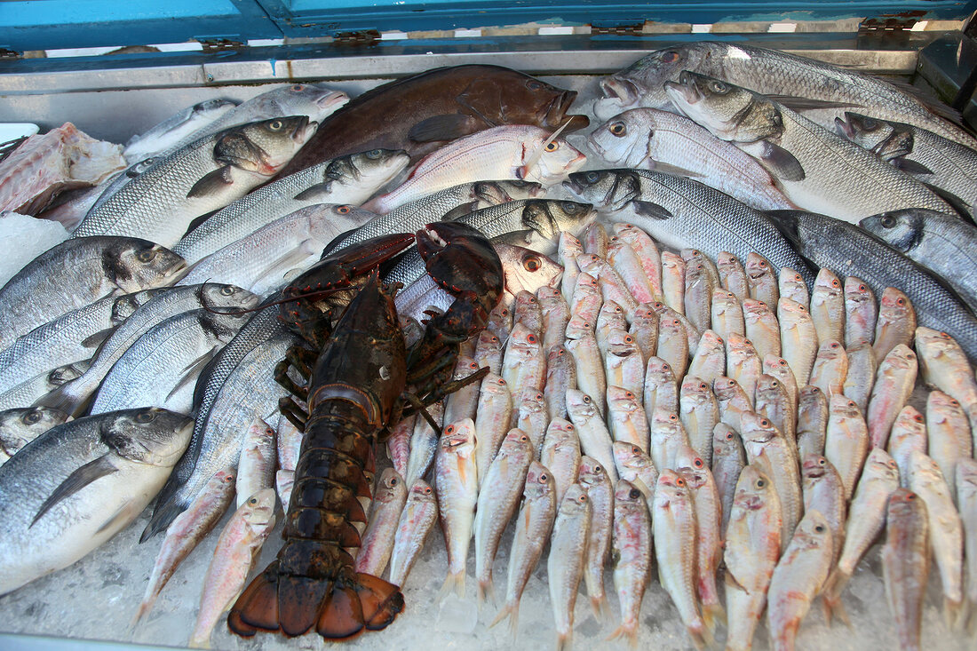 Several fresh fishes and lobster in fish market, Bodrum Peninsula, Aegean, Turkey