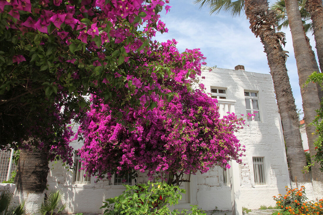 White building and flowers on tree in Aegean, Turkey