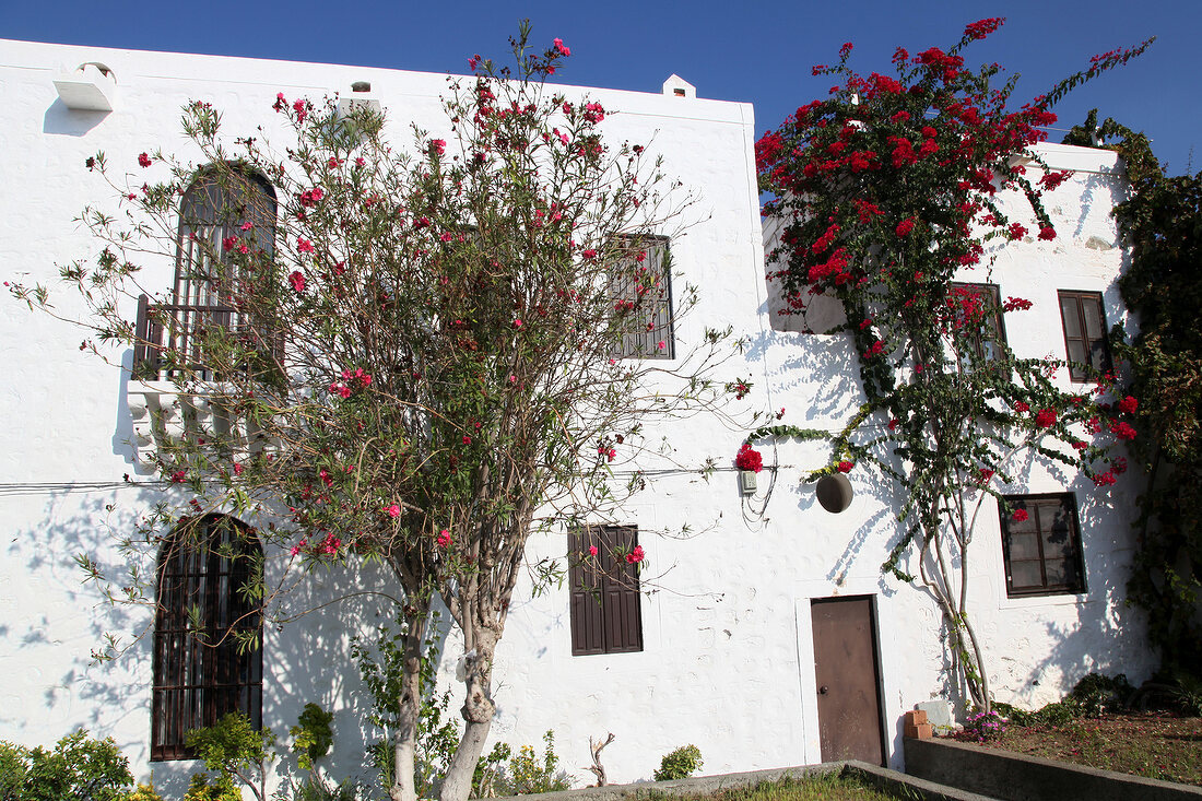 White building and flowers on tree in Aegean, Turkey