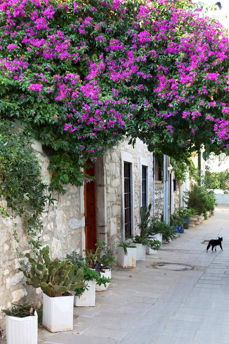 View of purple flowered trees and building in Bodrum Peninsula, Aegean, Turkey