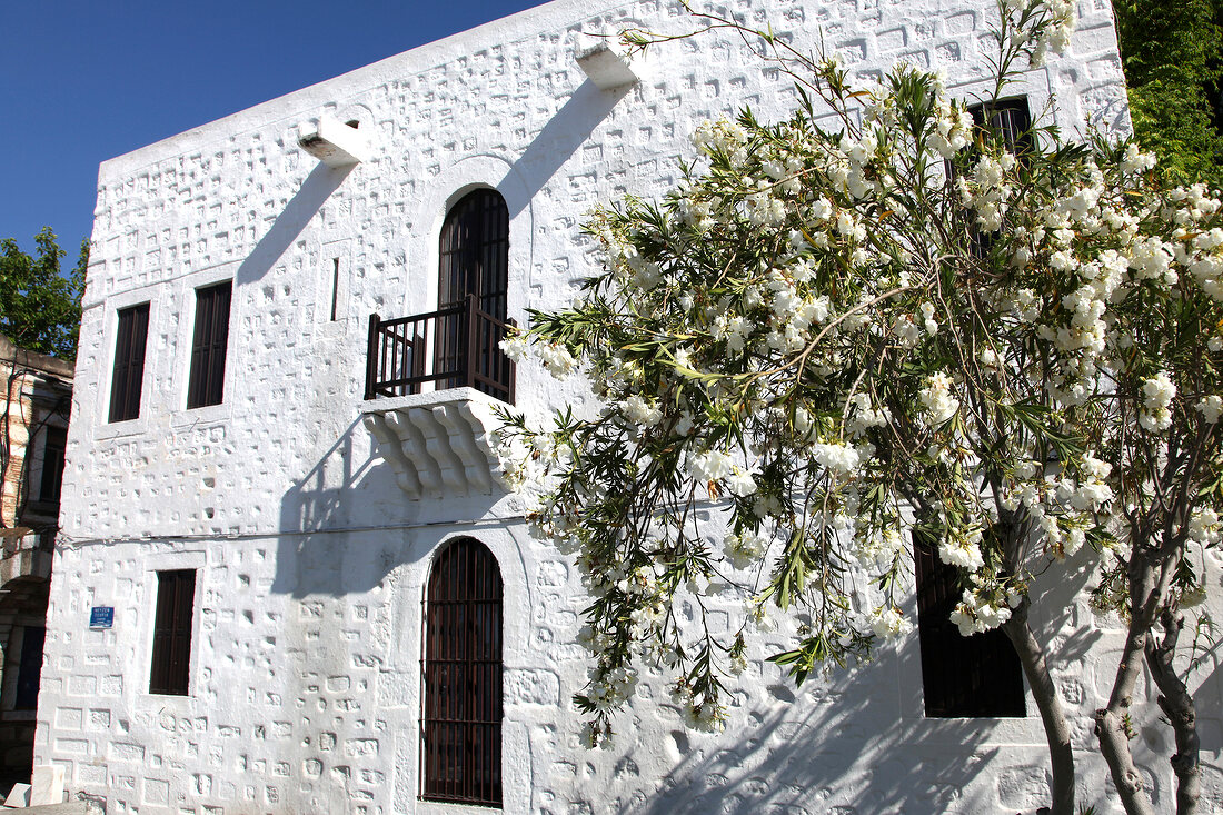 View of tree with white building in Bodrum Peninsula at night, Aegean, Turkey