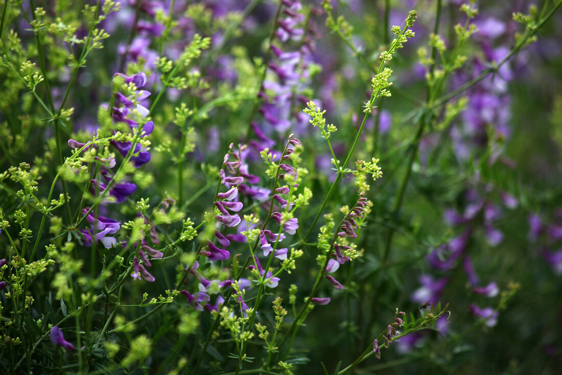 Lavender flower in Spil Dagi National Park, Turkey