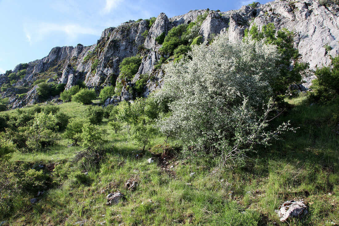 View of green field and mountains in Spil Dagi National Park, Turkey