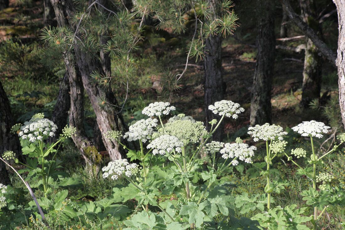 Türkei, Türkische Ägäis, Spil Dagi, Nationalpark, Landschaft, Bärenklau