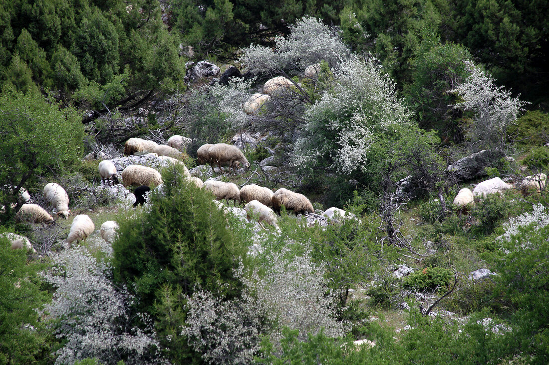 Herd of sheep grazing in Spil Dagi National Park, Manisa, Turkey