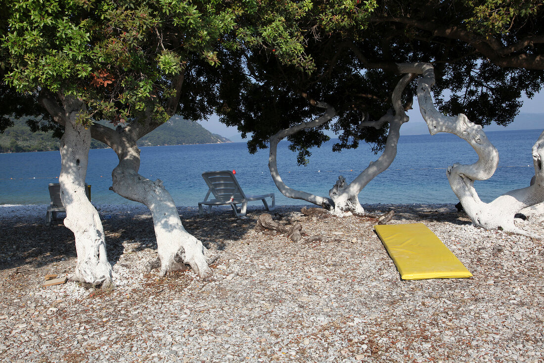 View of trees and pebbles on beach in Akbuk, Aegean, Turkey