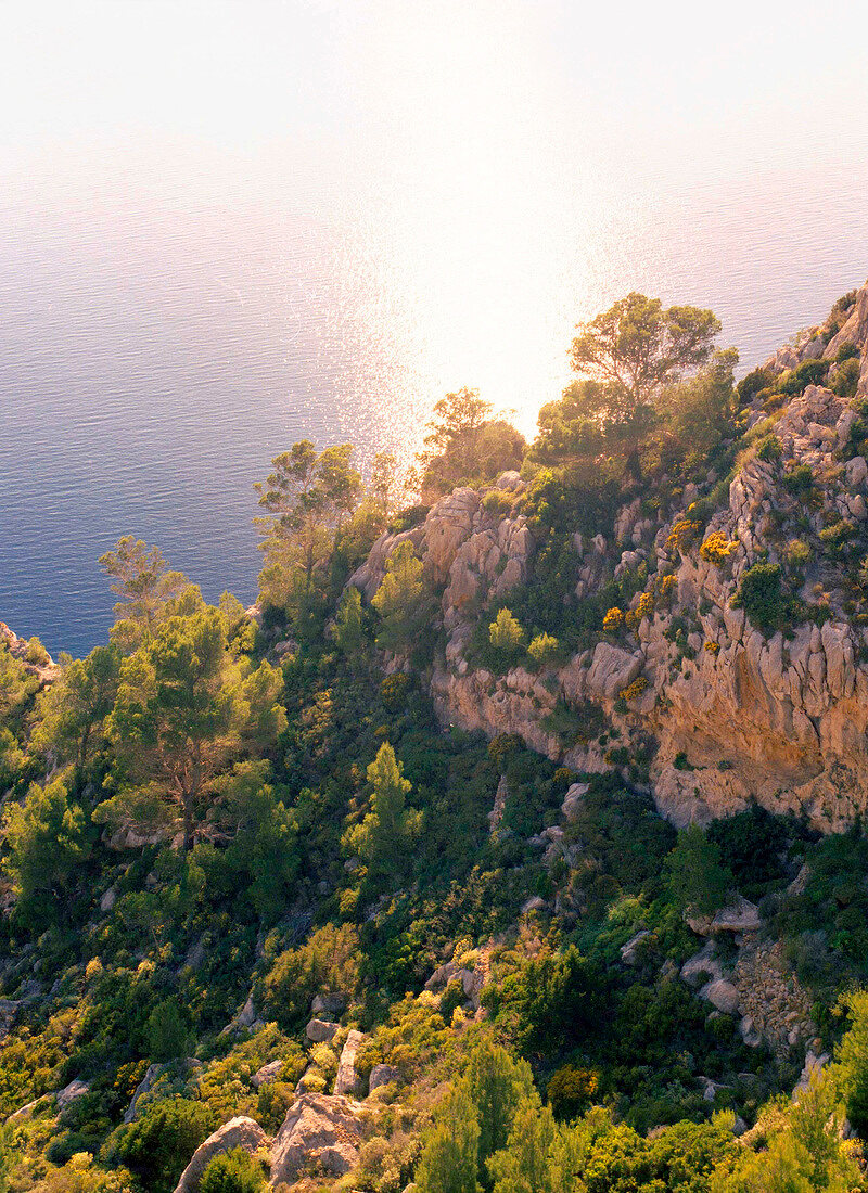 View of rugged rocks with trees near sea on Ibiza island, Spain