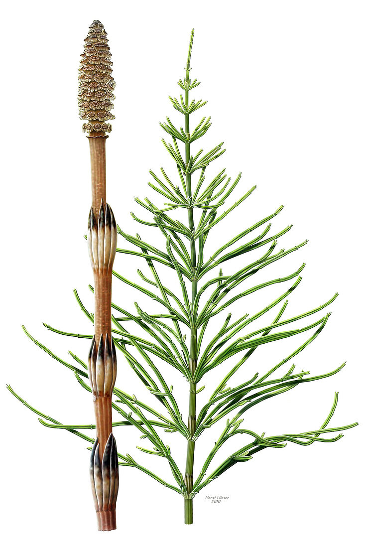 An illustration of common horsetail and field horsetail