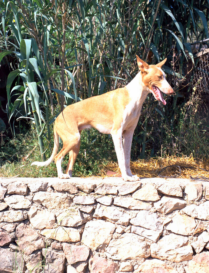 Jagdhund auf Steinmauer, stehend mit Pflanzen im Hintergrund