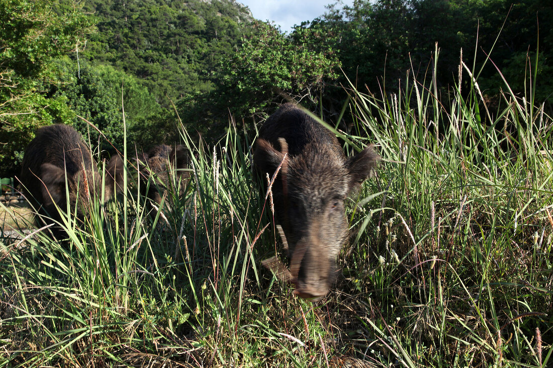 Türkei, Türkische Ägäis, Halbinsel Dilek, Nationalpark, Wildschweine