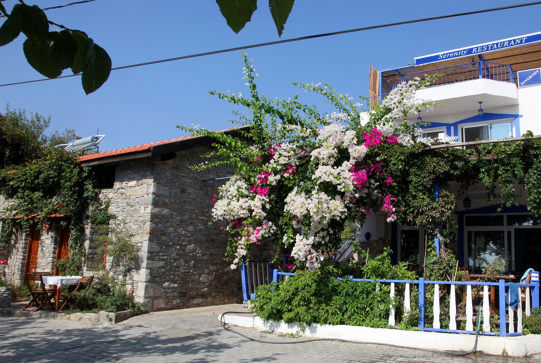 Blue and white house with plants around, Resadiye, Mesudiye, Aegean, Turkey