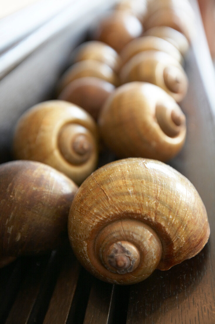 Close-up of snails lined up in a row, Sylt