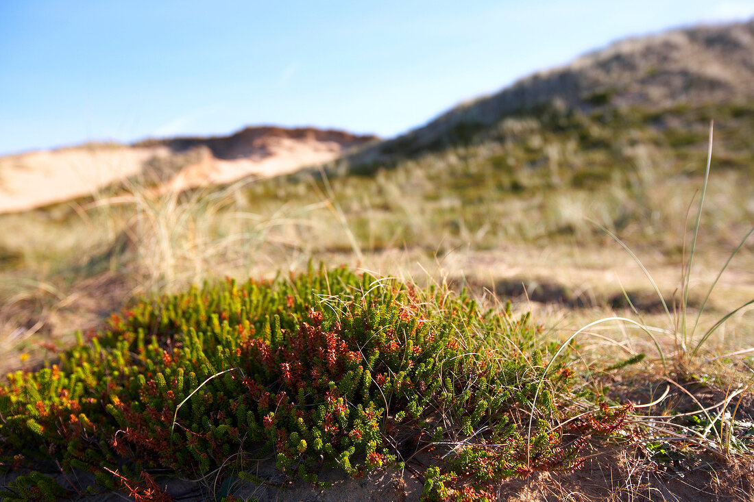 Heide im Close-up auf der Insel Syl