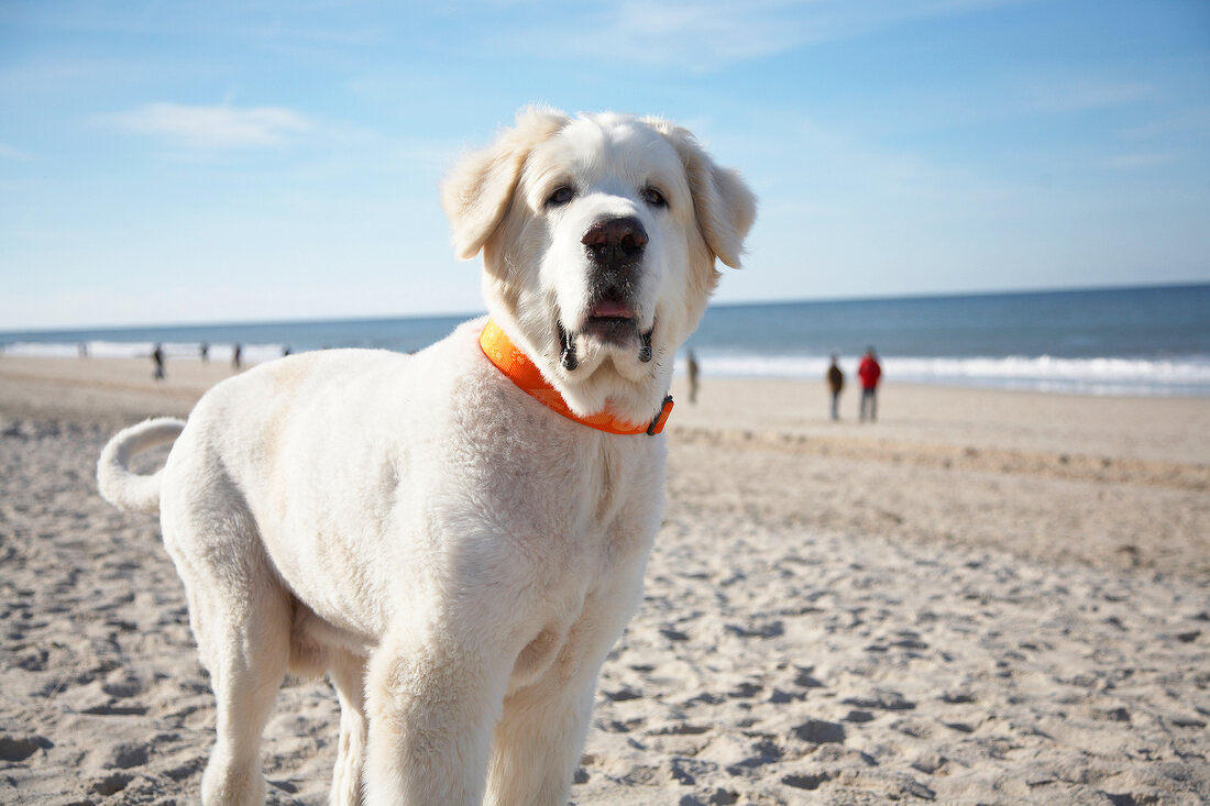 Sylt: Hund am Strand, weißer Labrador