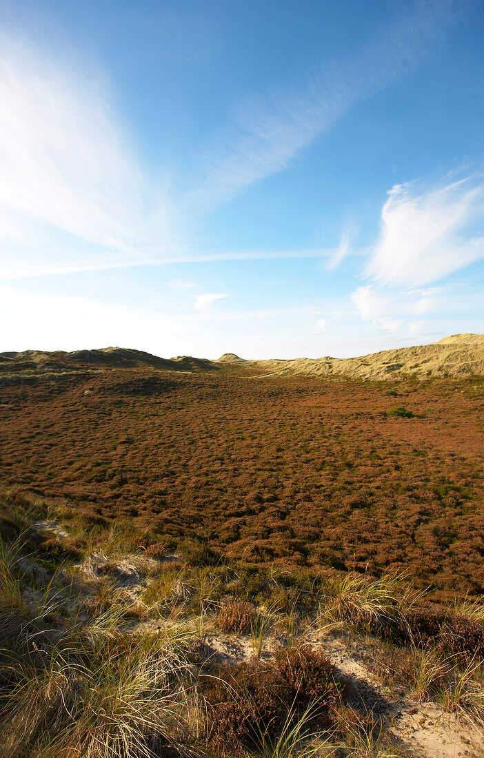 View of heath land on Sylt Island, Germany