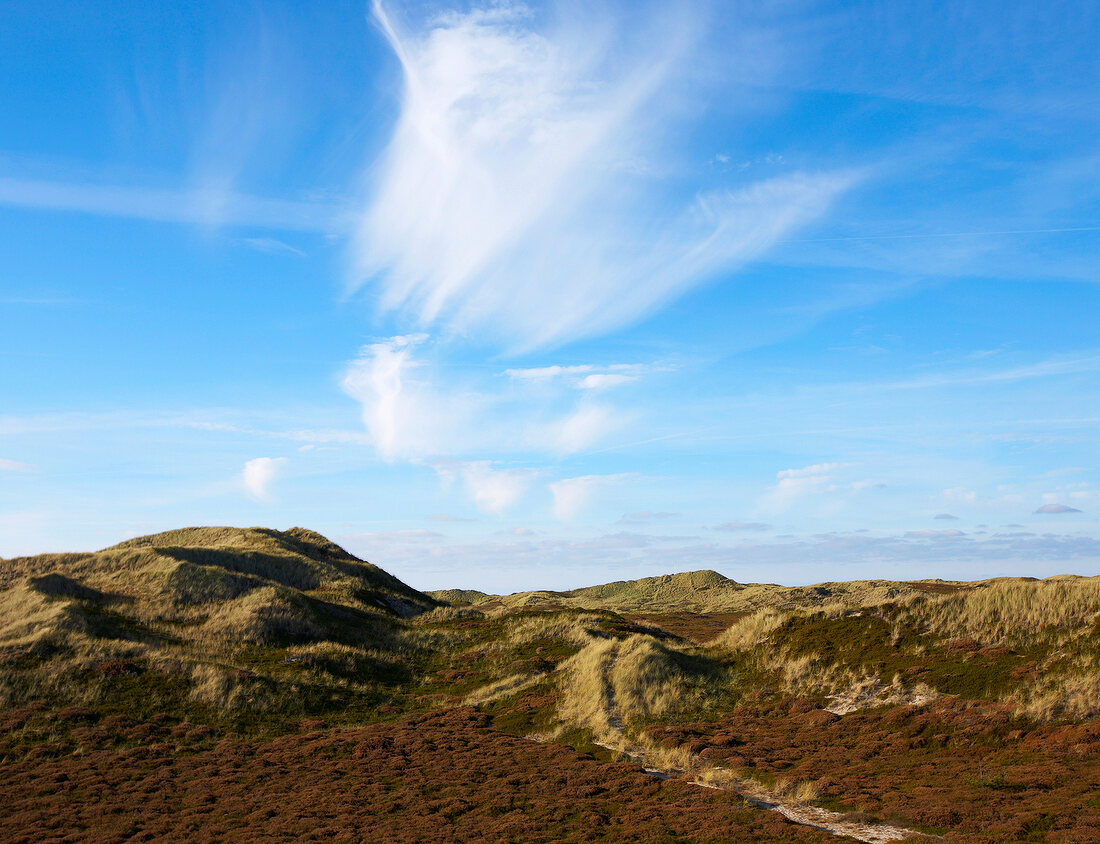 Heide, Dünenlandschaft auf der Insel Sylt