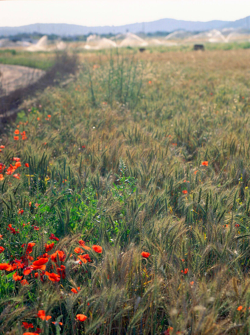 View of wheat fields on Ibiza island, Spain