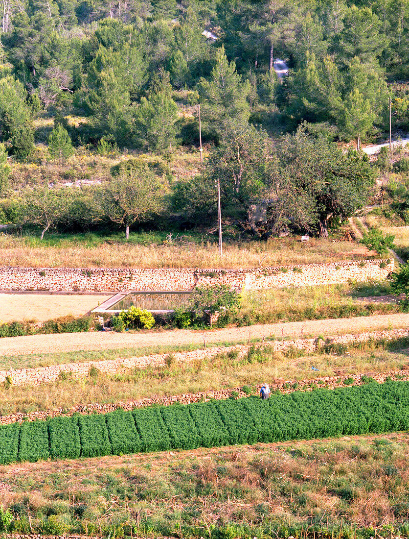 View of fields with crops on Ibiza island, Spain