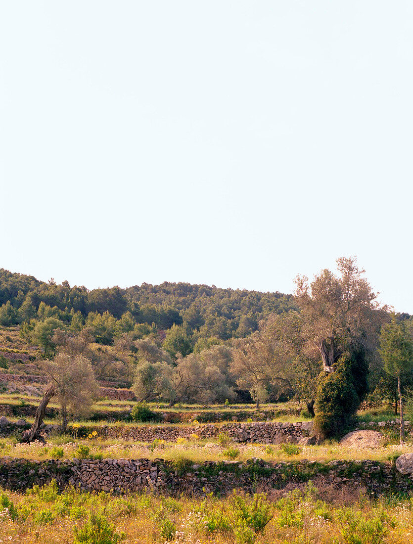 View of mountain with field walls on Ibiza island, Spain