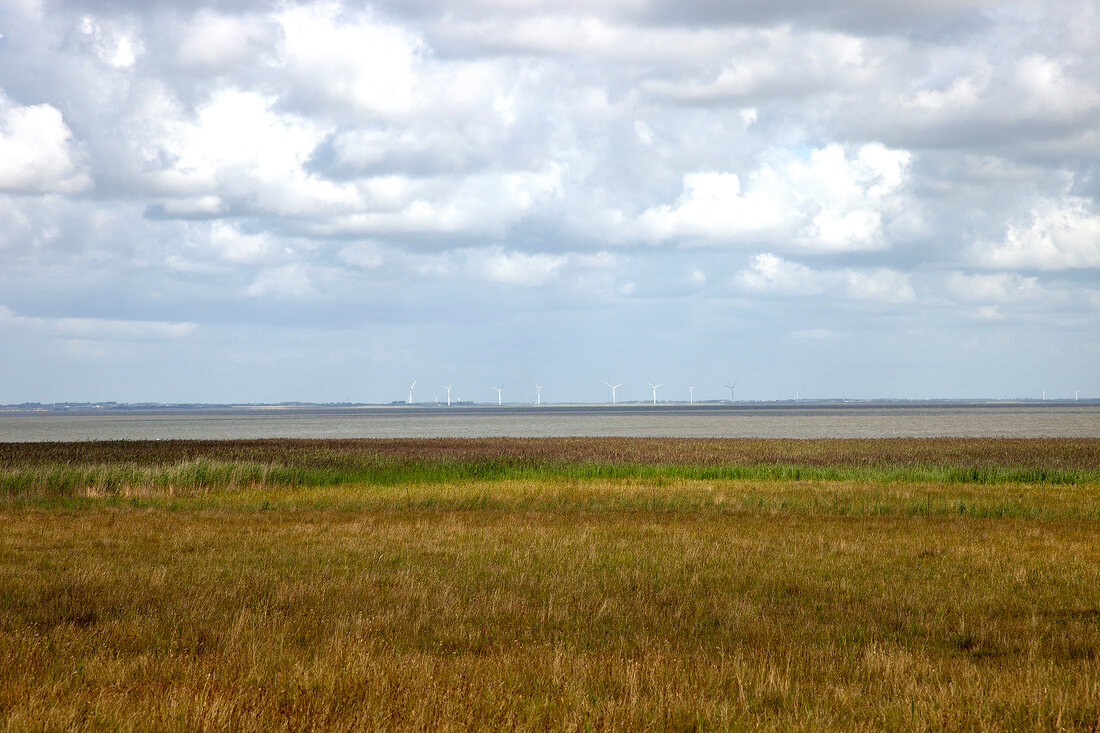 View of marshy land at Fano beach, Denmark