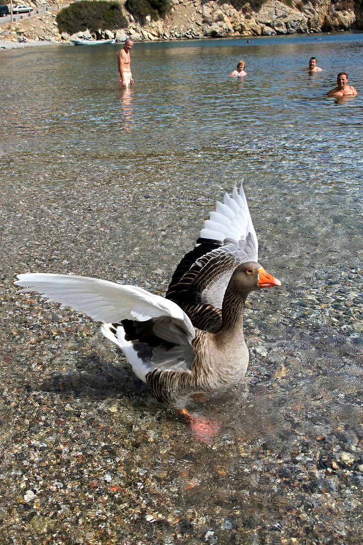 Goose and people enjoying in Kargi Bay, Aegean Region, Turkey