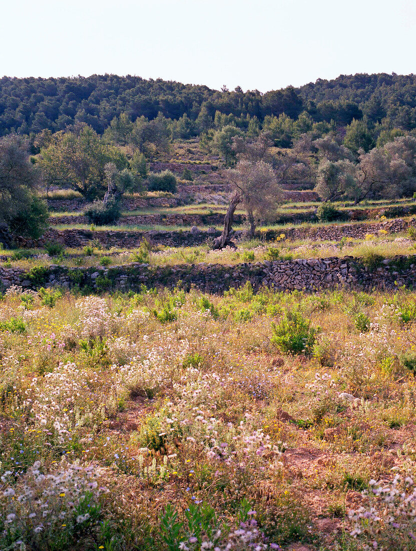 View of mountain with field walls on Ibiza island, Spain