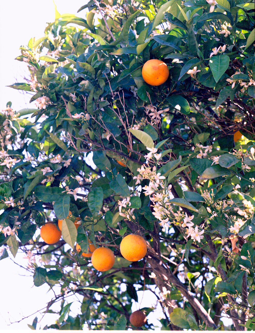 Insel Ibiza Orangenbaum mit Früchten im Landesinneren