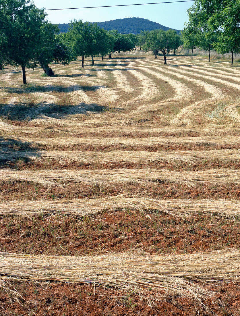 View of field with harvested crops on Ibiza island, Spain