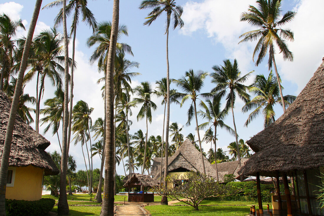 Coconut trees and thatched houses in Zanzibar Island, Tanzania, East Africa