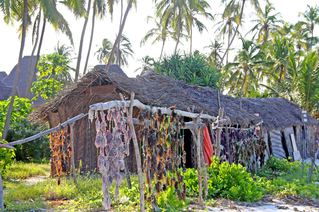 Fishes drying in front of hut in Zanzibar, Tanzania, East Africa