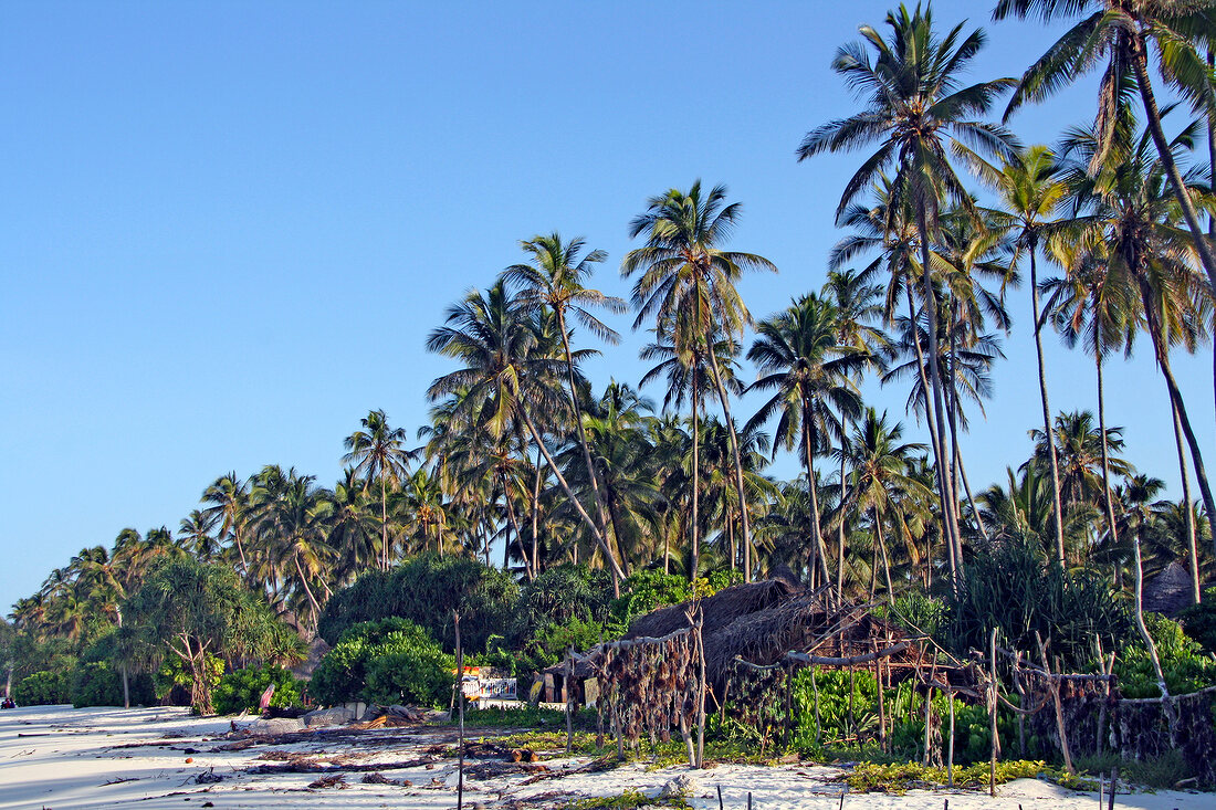 Palm trees on beach of Zanzibar, Tanzania, East Africa