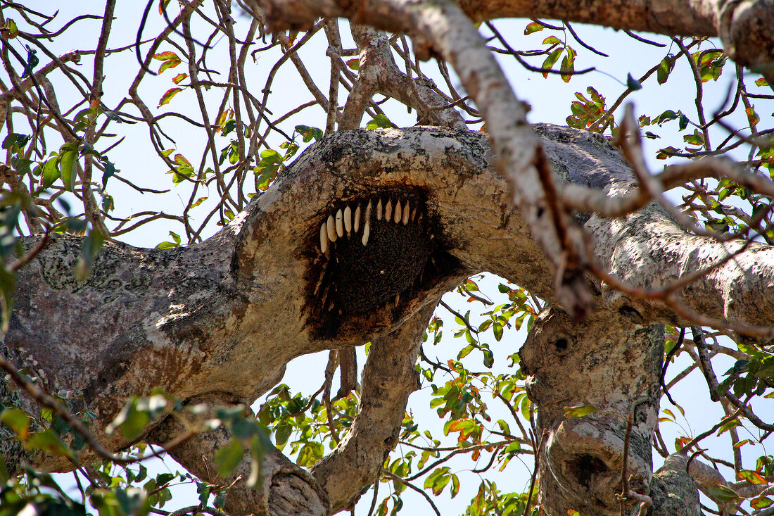 Honeycomb on tree branch in Zanzibar, Tanzania, East Africa
