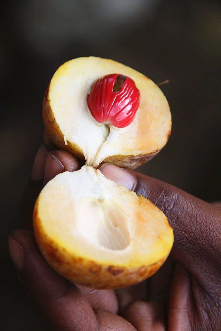 An opened nutmeg fruit (Zanzibar, East Africa)