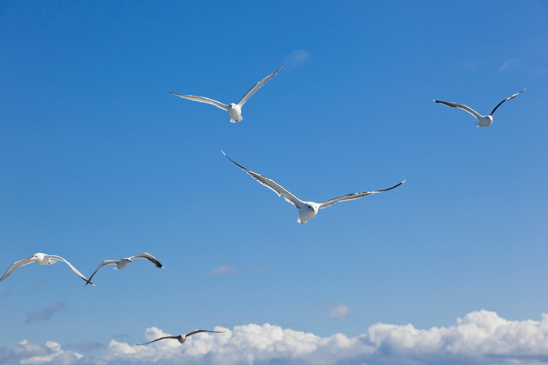 View of gulls flying , Canada