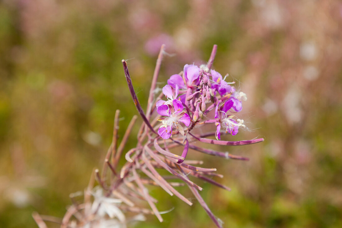 Kanada, Prince-Edward-Island- Nationalpark, Greenwich, Blüte pink